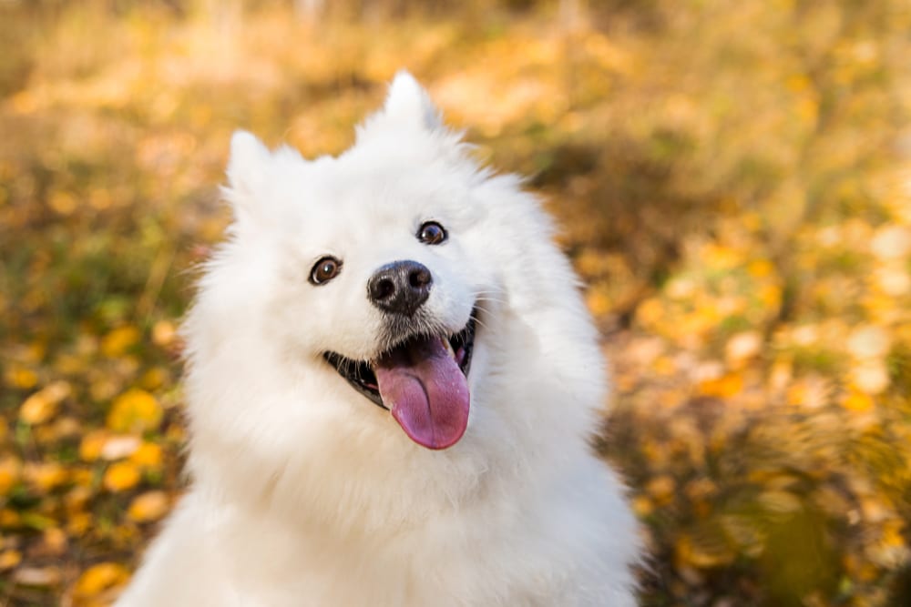 A Samoyed dog that might be having a laugh.