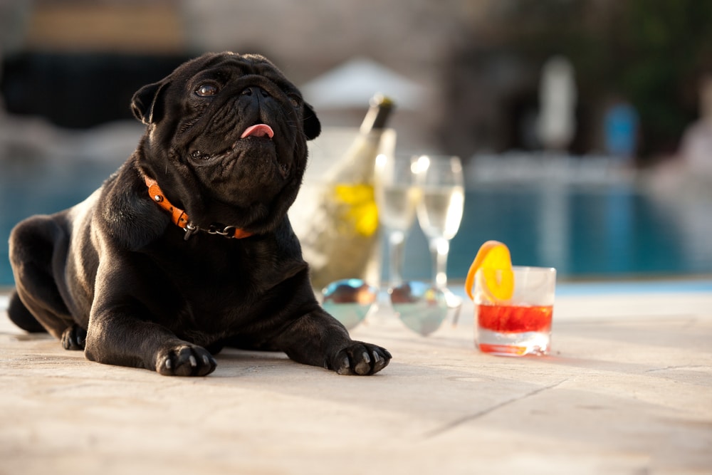 A small dog laying next to some alcohol by the pool.