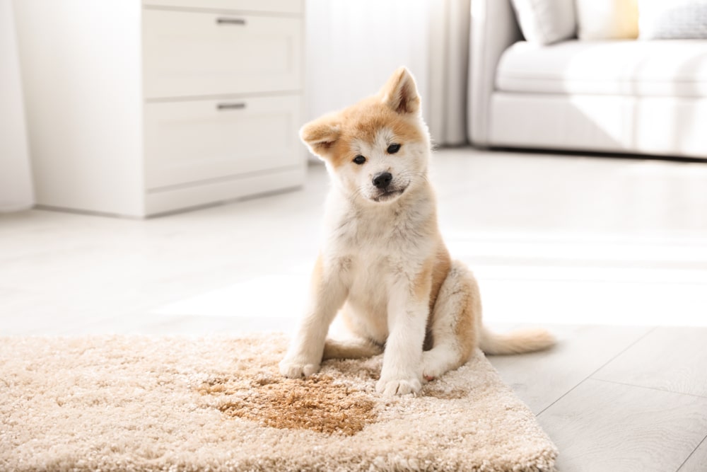 A puppy who peed on the carpet.