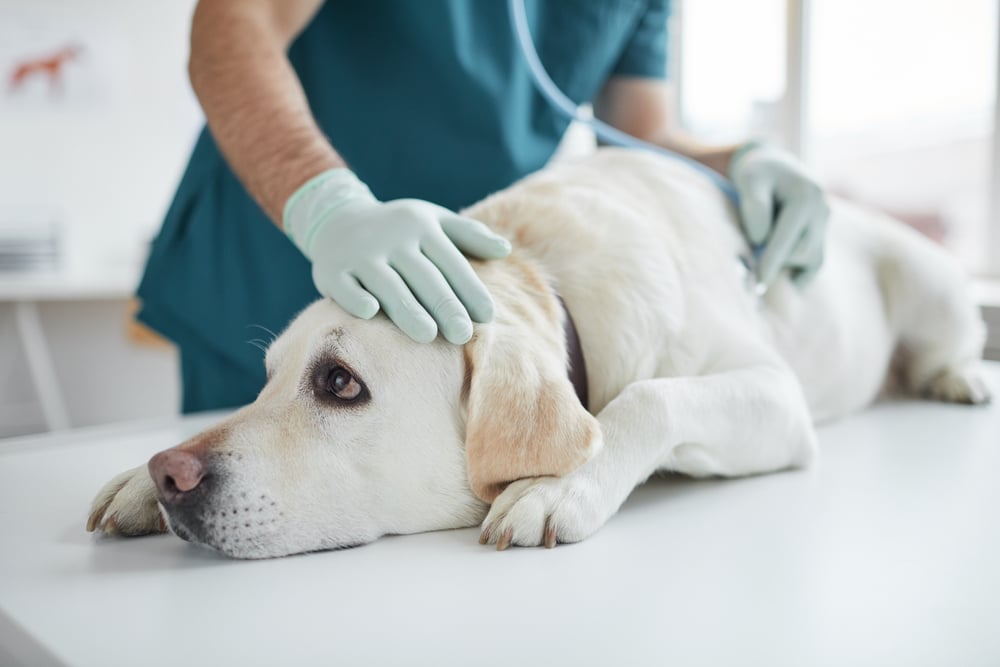 A dog getting checked out by a vet.