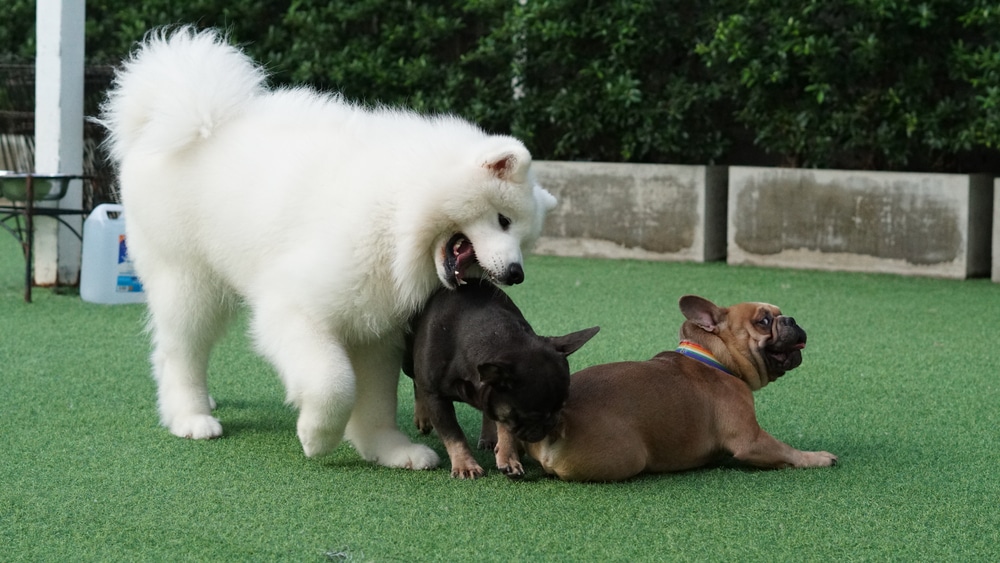 Some dogs playing with each other.
