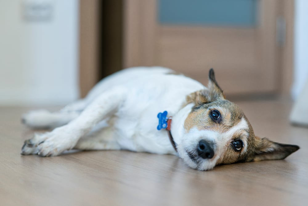 A dog laying down on the floor.