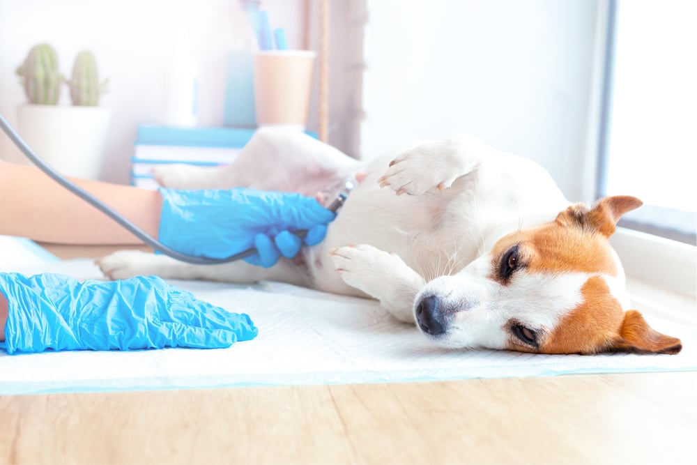 A pregnant dog getting checked out by a veterinarian.