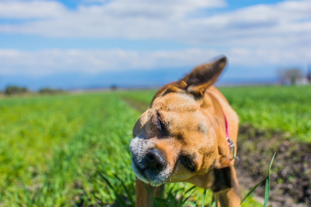 A dog outside shaking its body.