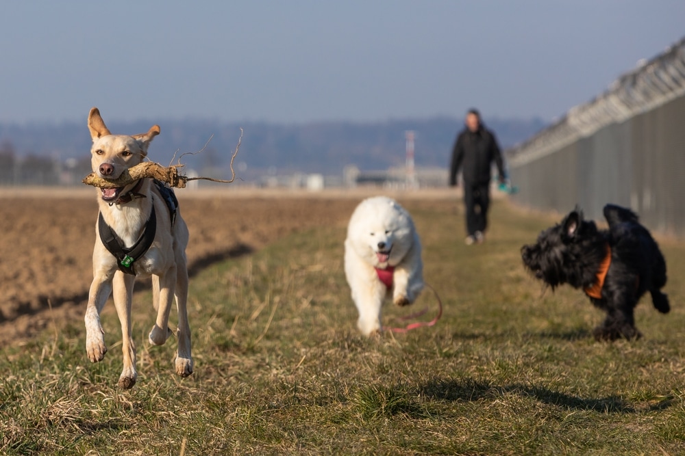 A Samoyed and some other dogs playing in the grass by a fence.