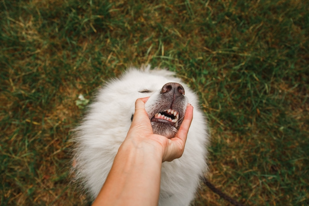 Owner holding up a dog's mouth so it can see the dog's teeth.