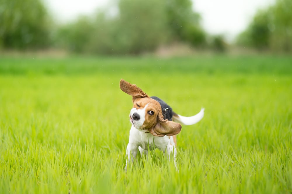 A dog shaking its body in a field.