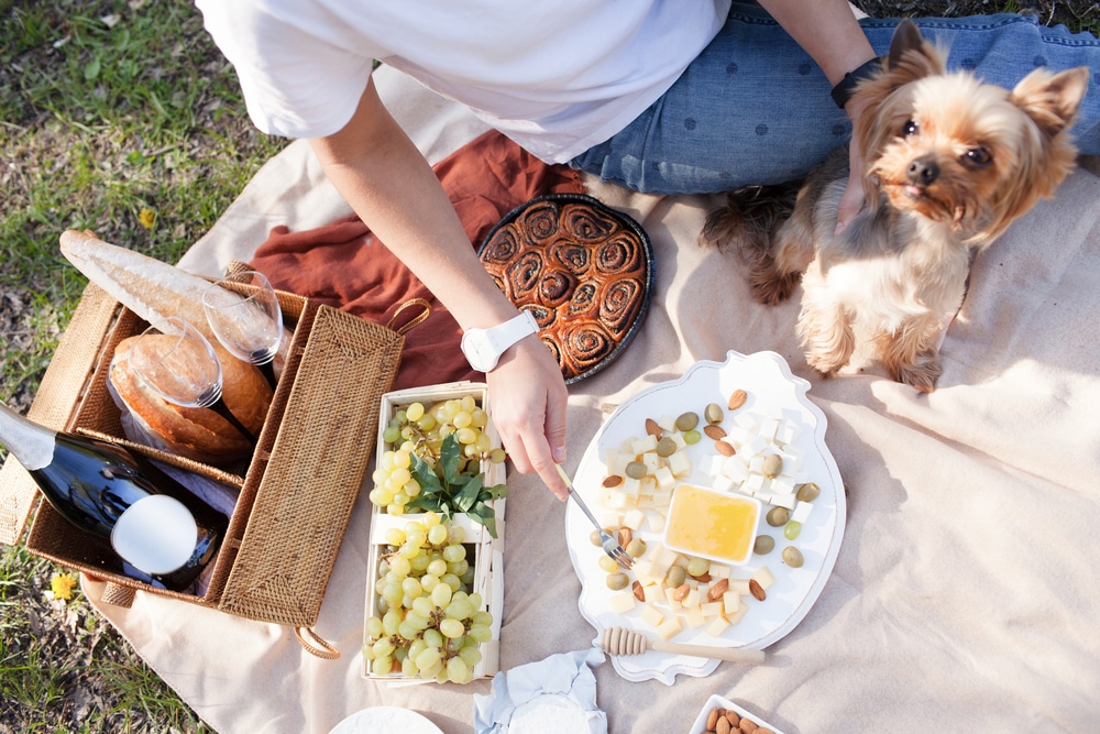 An owner with their dog at a picnic.