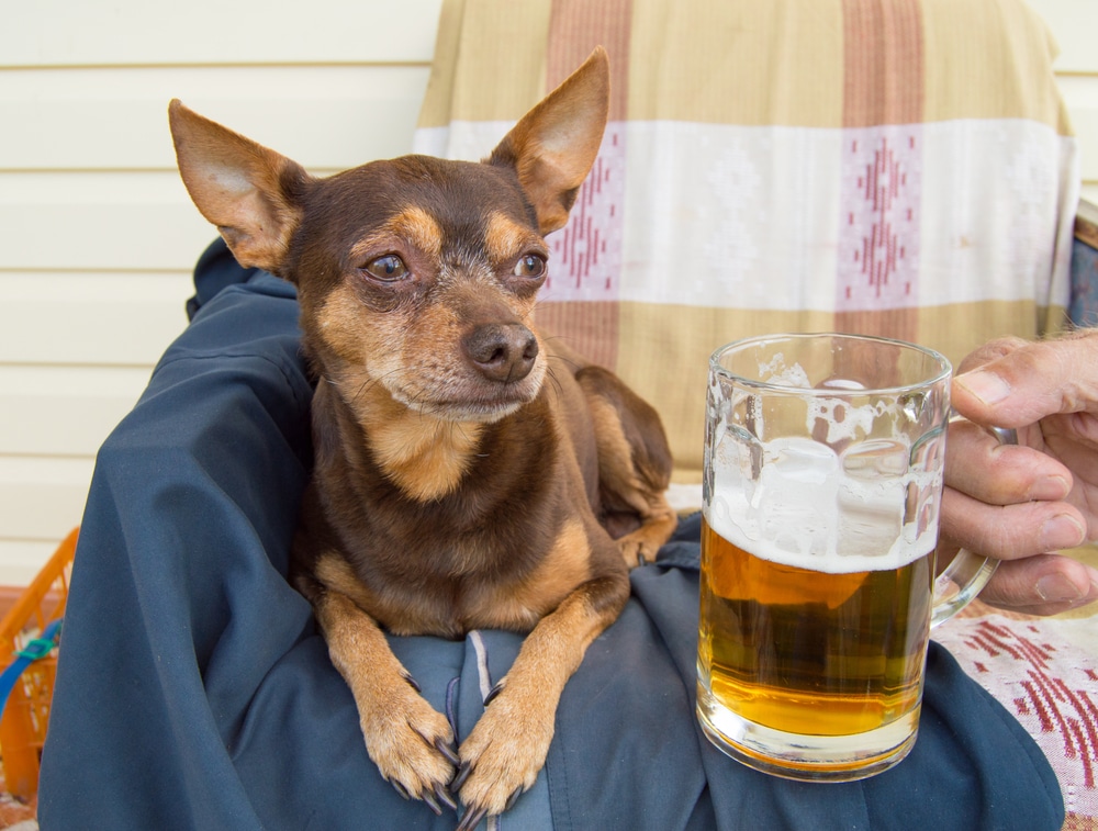 A chihuahua dog with a glass of beer nearby.