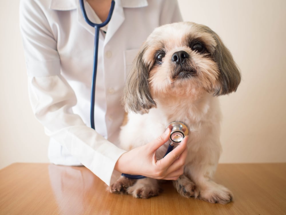 A veterinarian checking out a dog possibly with dog heart disease.