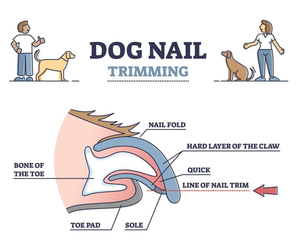 An illustrative diagram of a dog's toenail from the side.