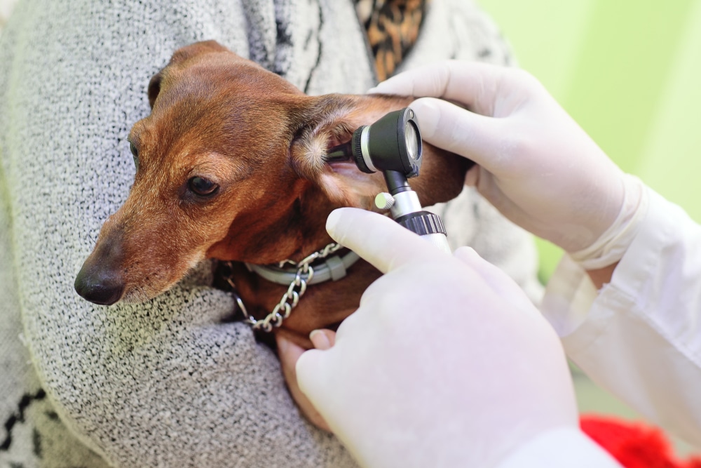 An otoscope being used by a veterinarian to check out a dog's ear.