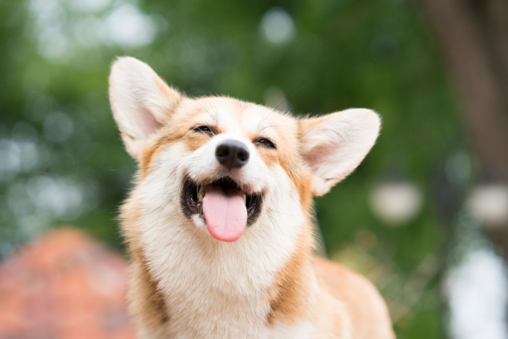 A corgi dog with a big smile.