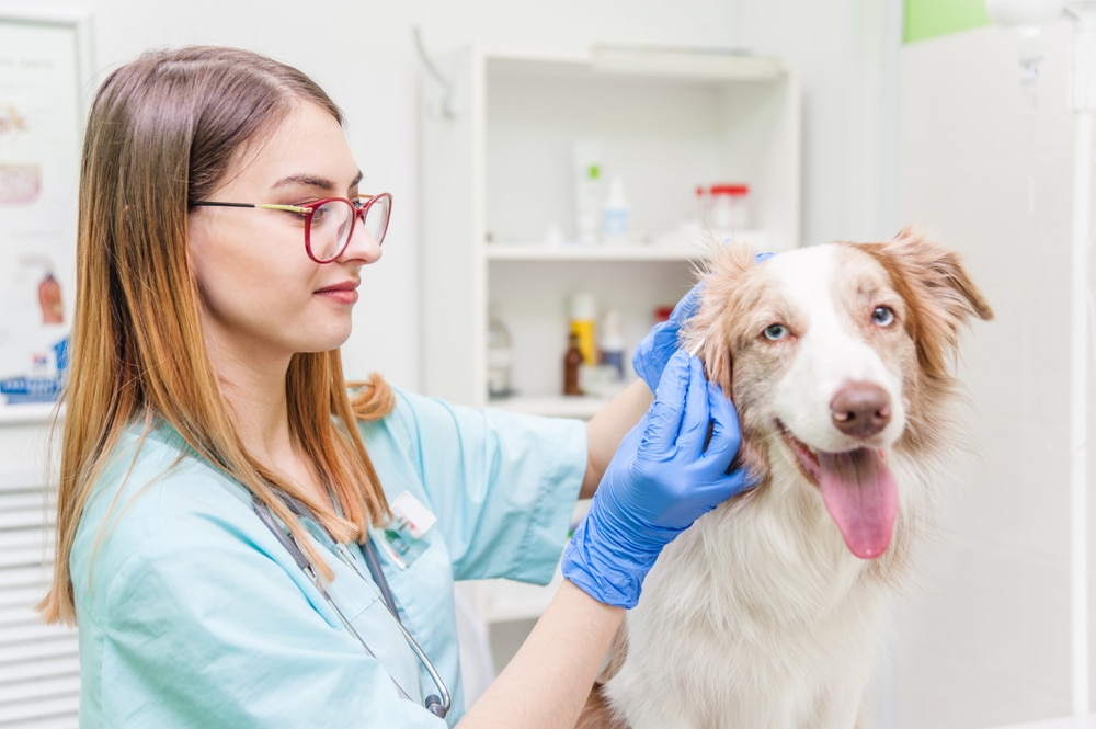 A dog getting its ears checked out by a vet.