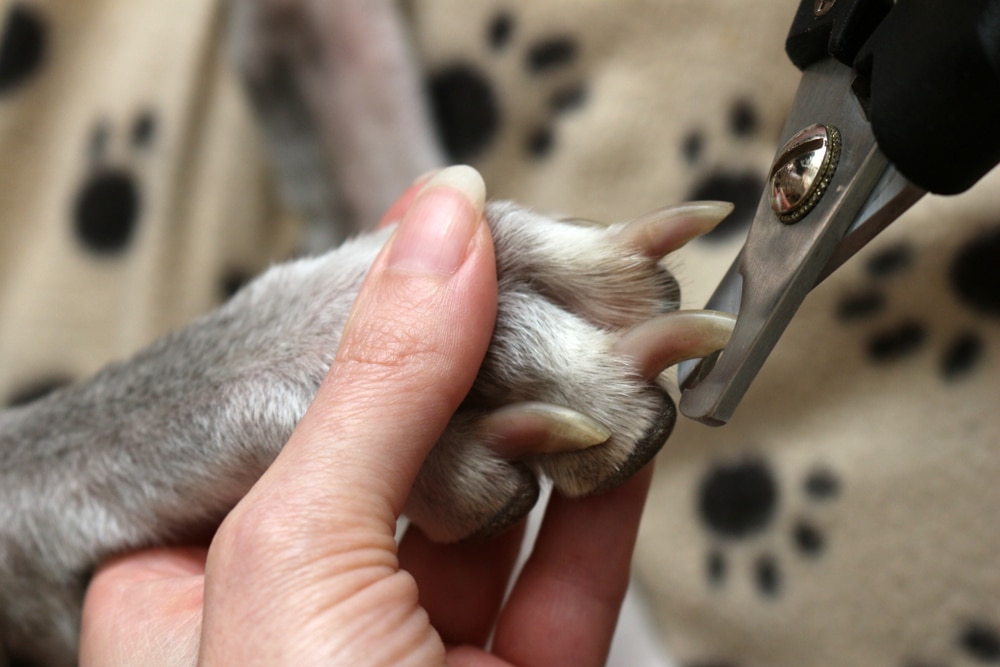 A closeup of an owner going to clip their dog's toenails.