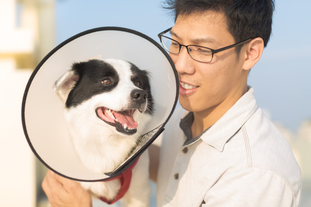 A veterinarian holding a dog with a cone.