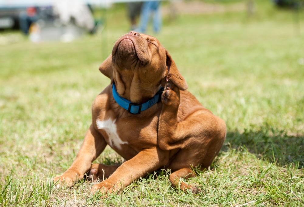 A dog scratching his ear outside.