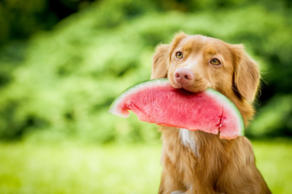 A dog holding a watermelon in its mouth.