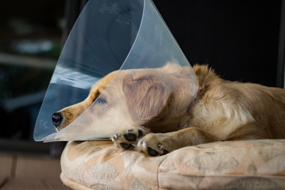 A dog laying down with a cone on its head after a spay or neuter surgery.