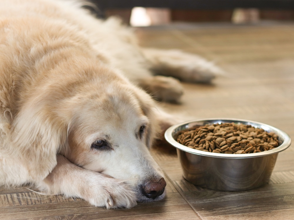 A dog laying down next to a food bowl, looking sad.