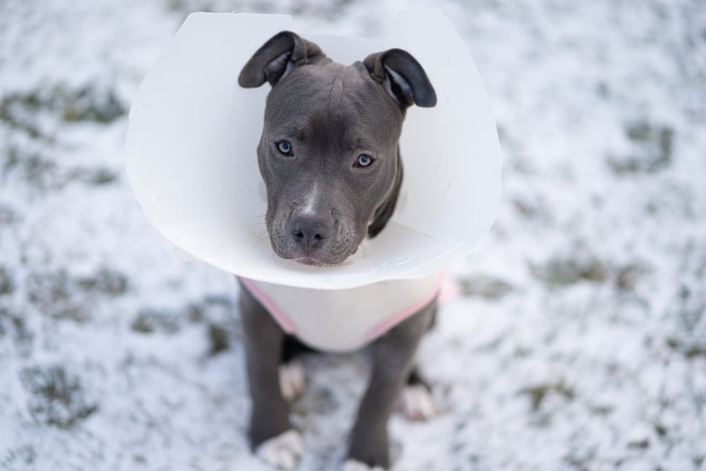 A dog outside with a cone on after a spaying or neutering surgery.