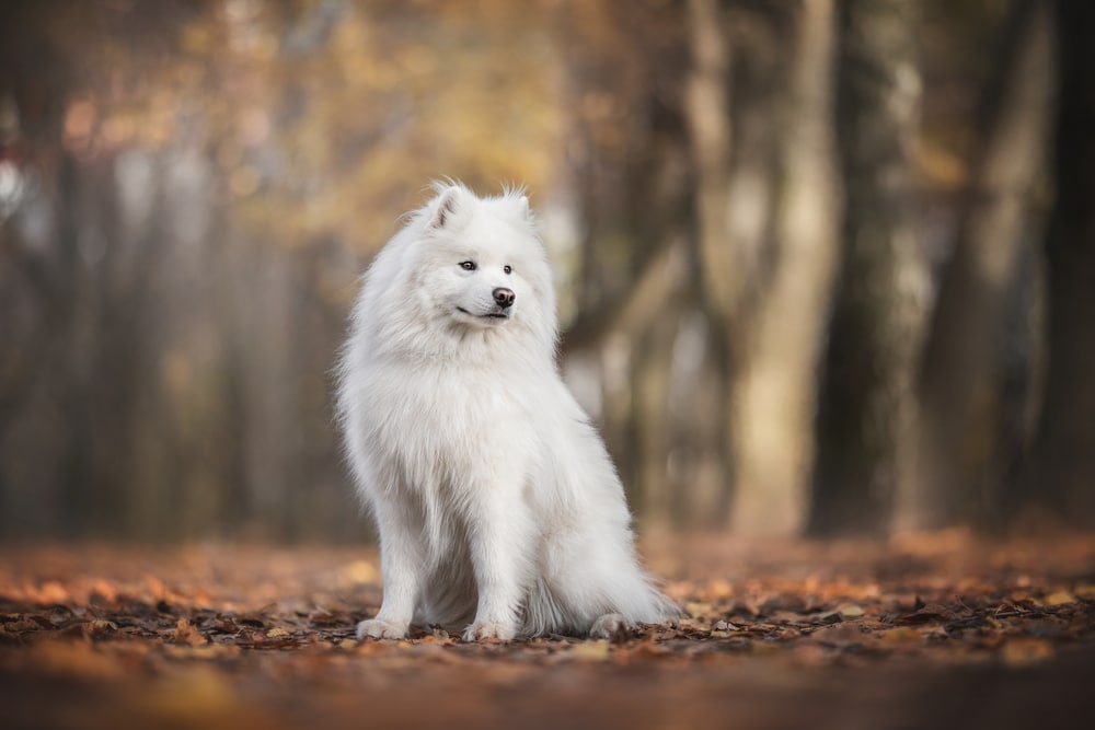 A Samoyed with a fluffy coat sitting on the ground in the forest.