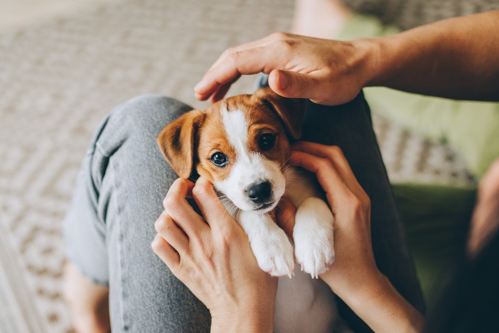 A puppy laying in an owner's lap while the owners pet it.