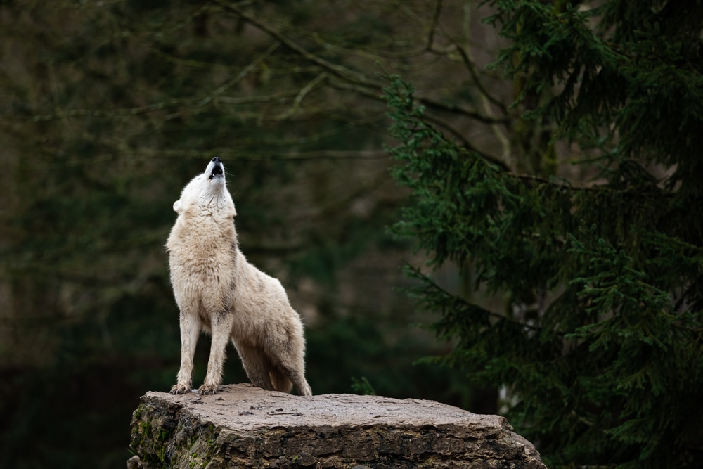 A wolf howling in the forest.