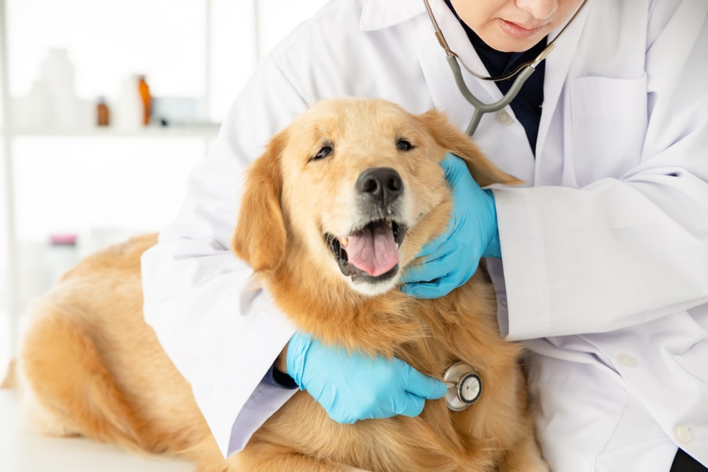 A dog getting a checkup at the vet.