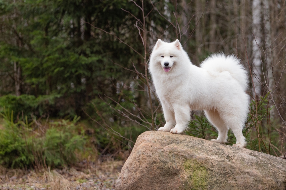 A Samoyed with a fluffy coat standing on a rock in the woods.