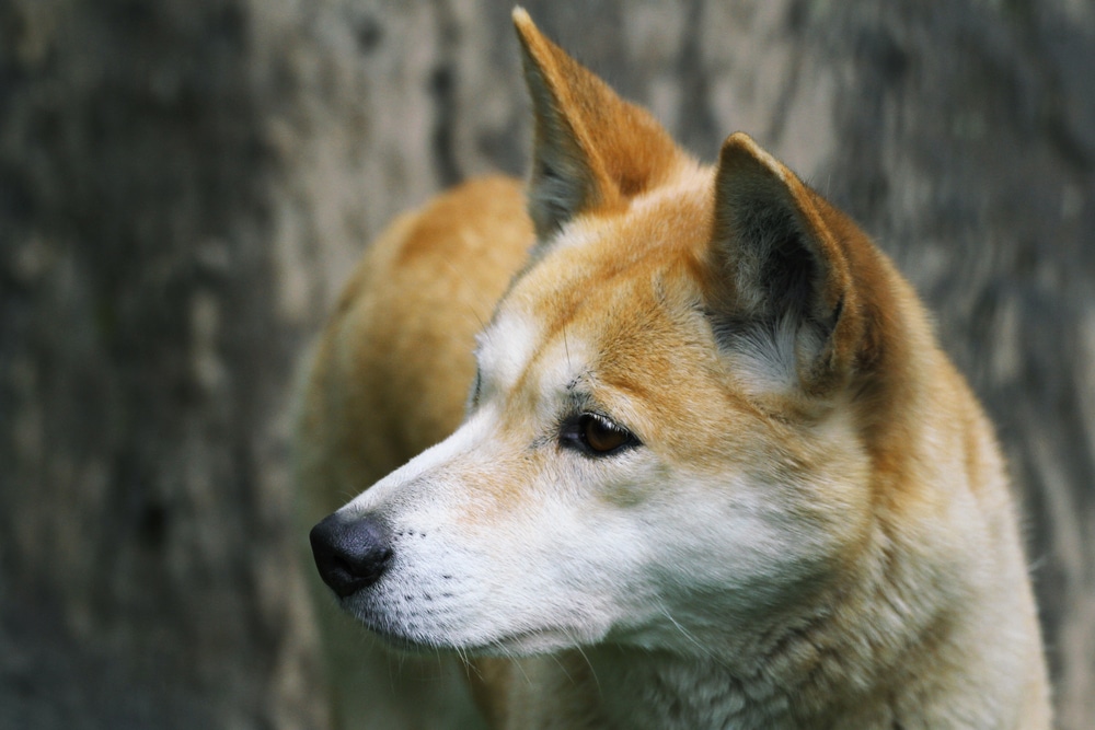 A closeup of a dog outside with its head turned to the side.