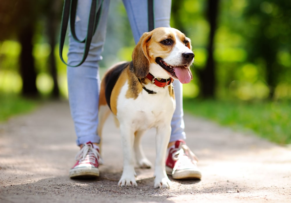 A dog standing between its owners leg's in the park.