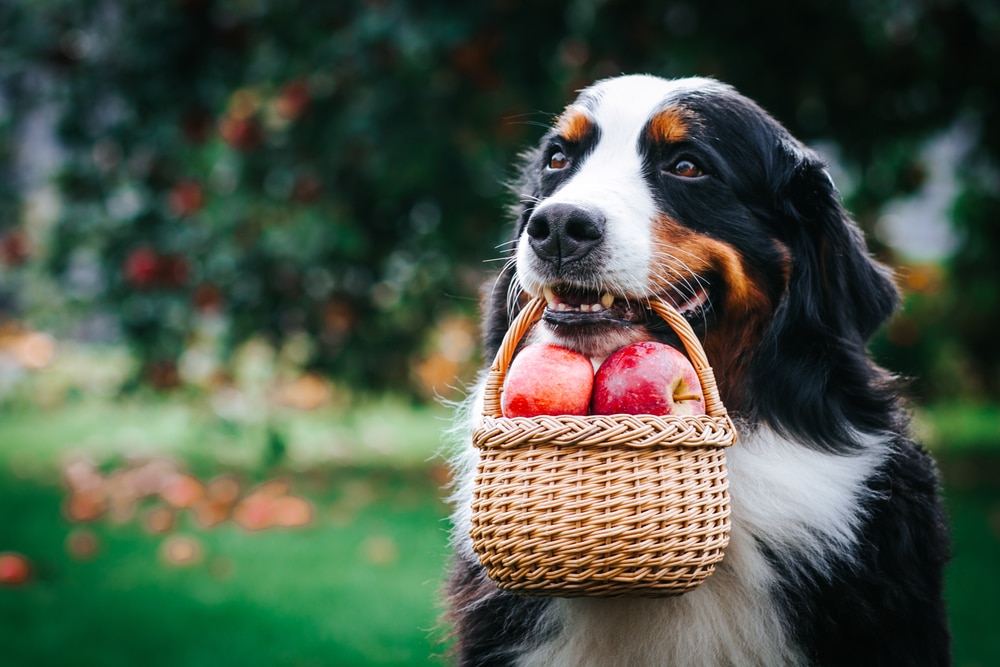 A dog holding a basket full of apples in its mouth.