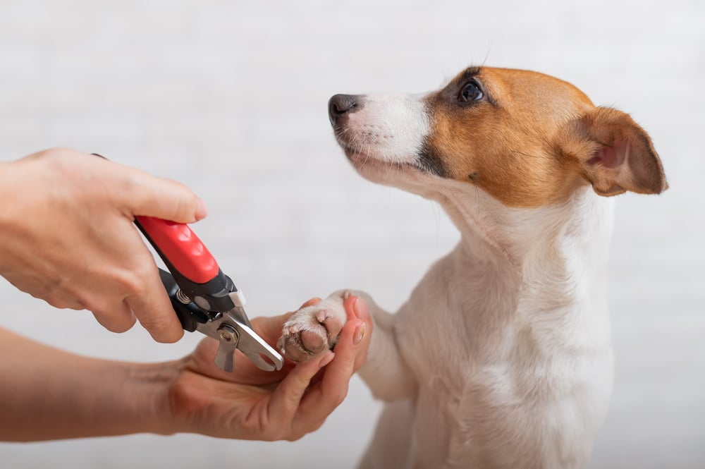 A little dog getting is toenails clipped by its owner.