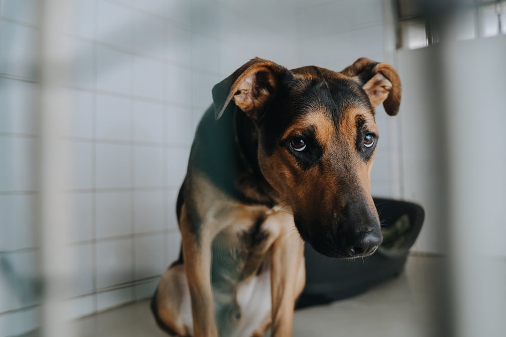 A dog sitting down and looking sad.