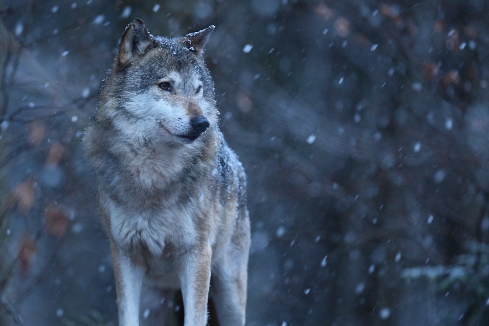 A wolf in the forest with snow falling.