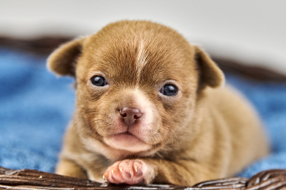 how many days does it take puppies to open their eyes