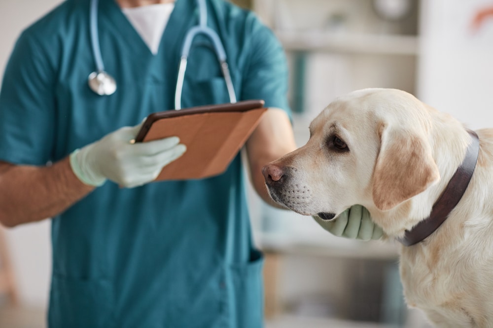 A dog in a checkup with the vet.