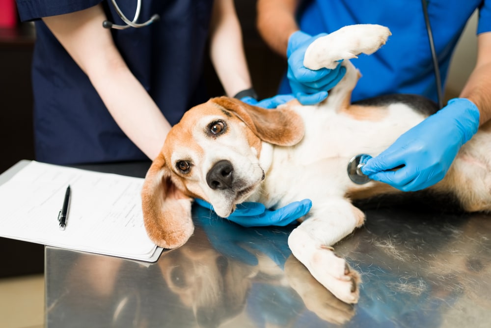 A dog getting checked out by a vet and their assistant.