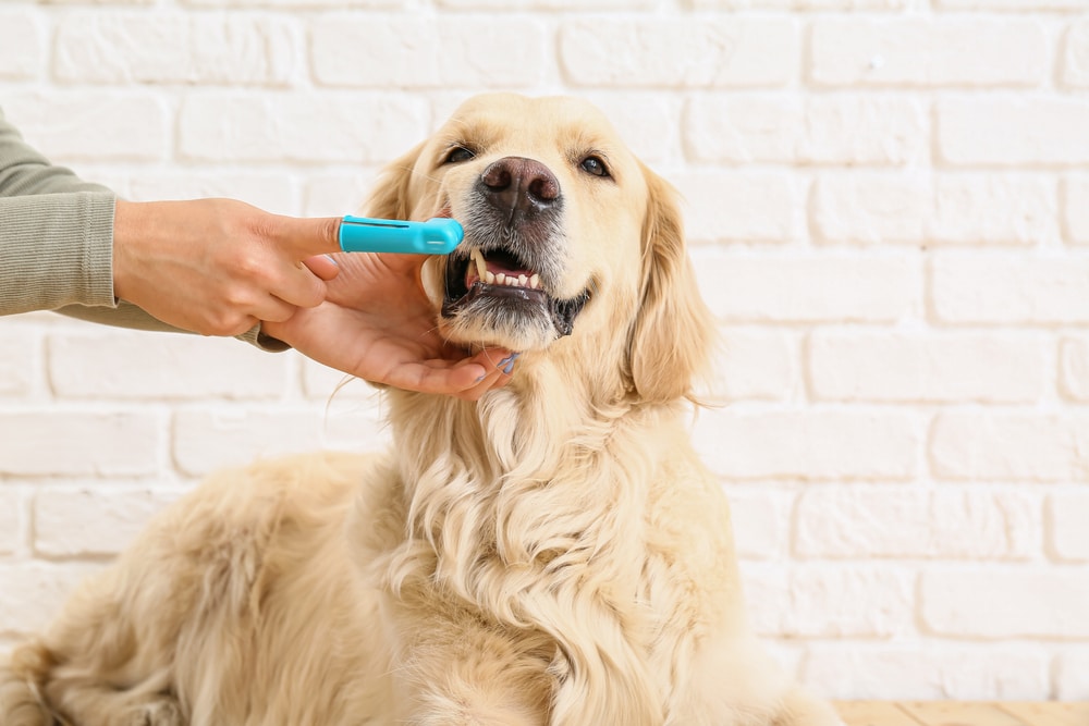 An owner about to clean a dog's teeth with a finger brush.
