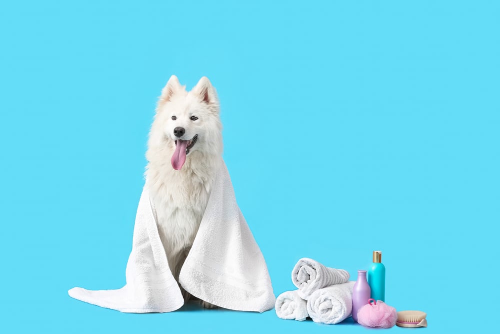 A Samoyed sitting with a towel wrapped around it and some shampoos and cleaning items nearby.