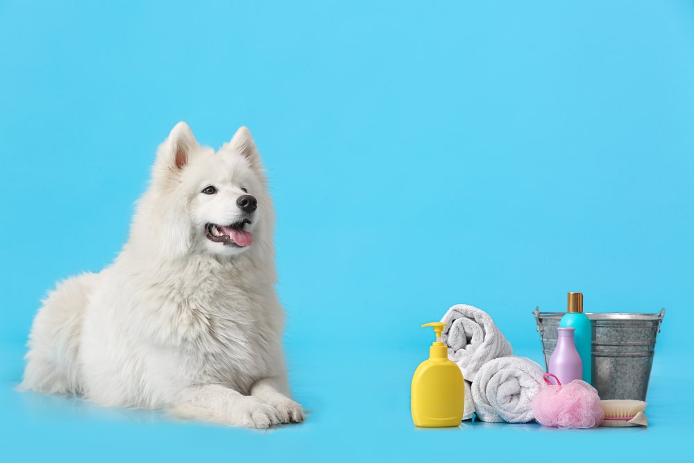 A Samoyed laying down with some shampoos and other cleaning products nearby.