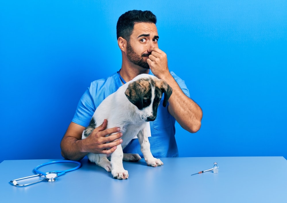 A veterinarian holding his nose while also holding a dog on a table.