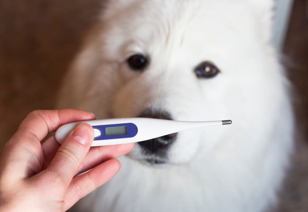 A closeup of a thermometer used to take the body temperature of a dog.