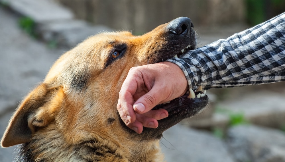 A dog biting someone's arm.