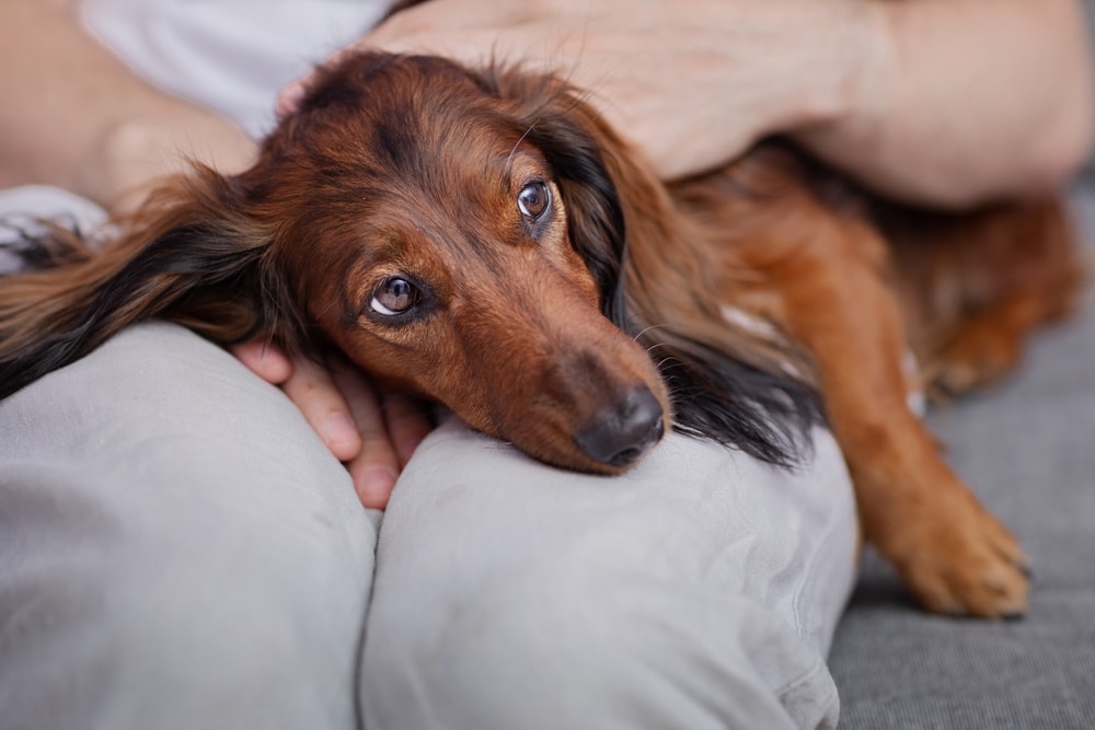 A dog laying on its owner's lap, possibly sick.