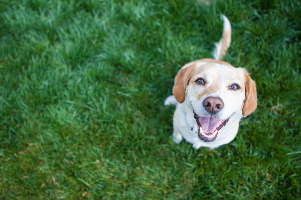 A dog sitting on the grass smiling and looking up at the camera.