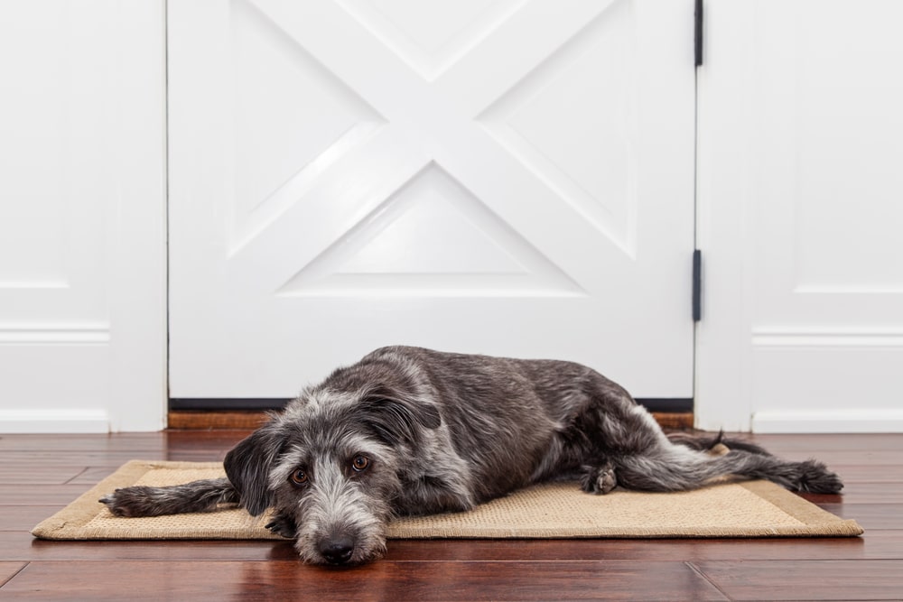 A dog laying down on a mat in front of a door.