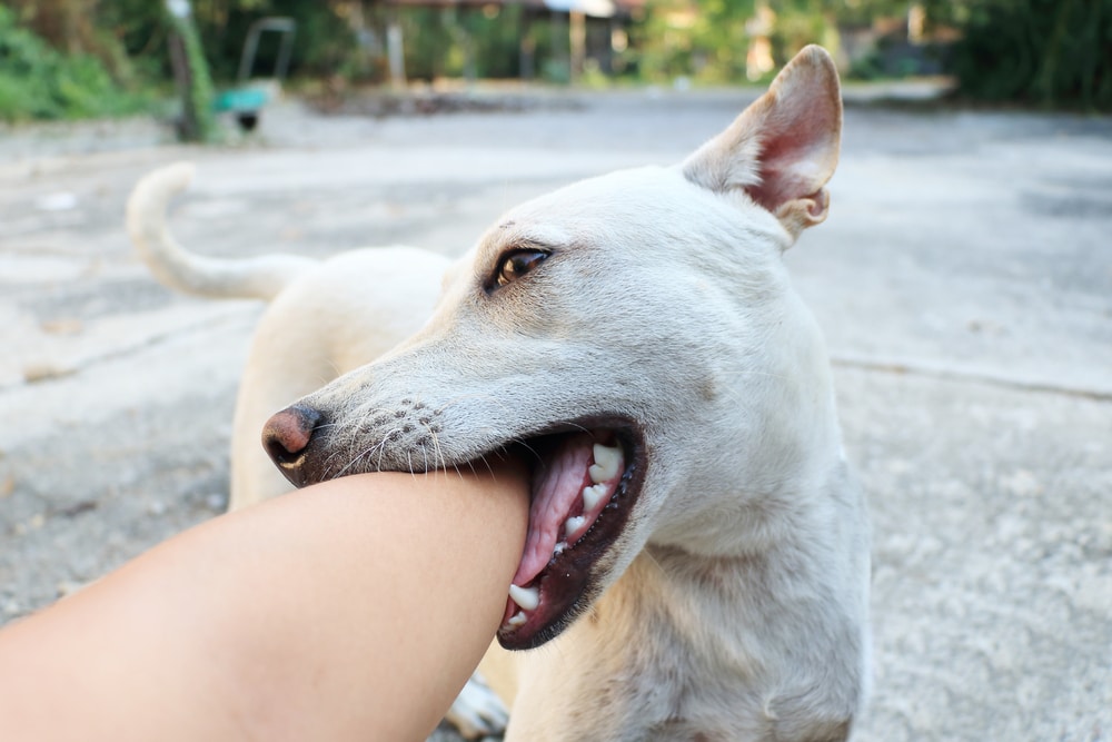 A dog mouthing someone's forearm.