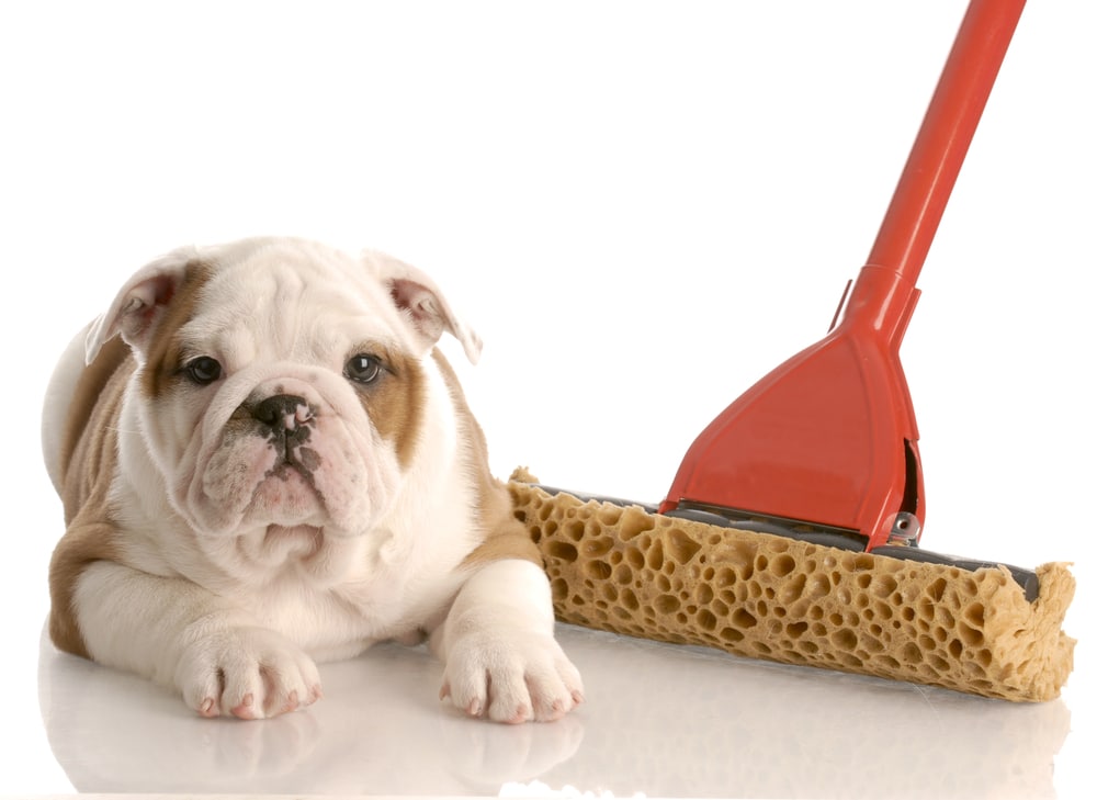 A dog laying down next to a mop.